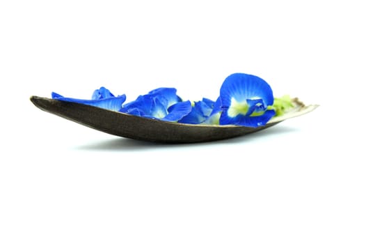 Boat of blue flowers isolated on White background