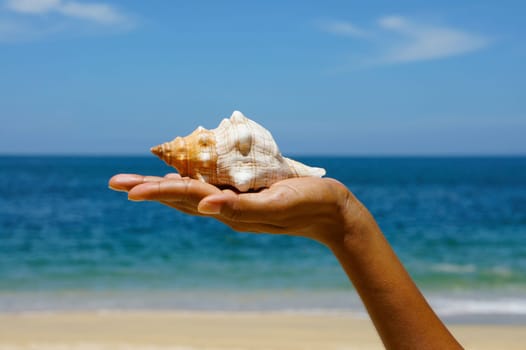 Female hand holding a seashell on a tropical beach with blue water in the background.