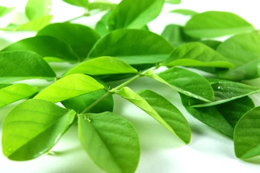 Green leaves randomly scattered on white background.