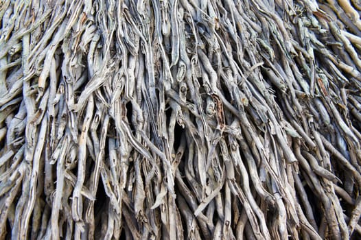 A detailed marco shot of palm roots.