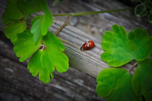 Two laydybugs mating on a piece of wood.