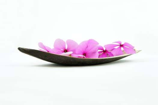 Boat of flowers isolated on White backgrund
