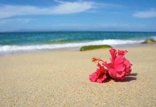 Pink tropical flower laying on a tropical beach.
