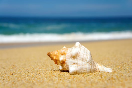 Seashell laying on a tropical beach with blue waves in the background.
