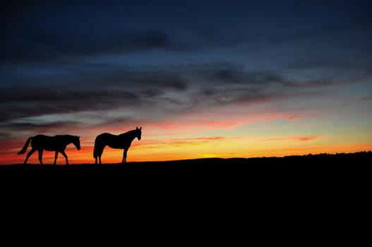 Horses walking in the sunset