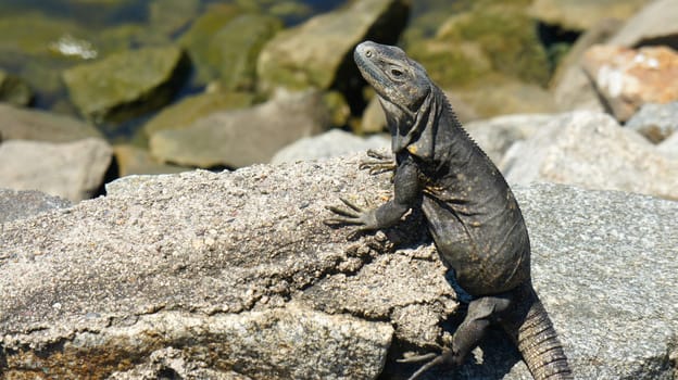 Iguana sitting on a rock in the sun.