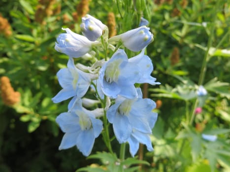 Larkspur - Delphinium belladonna Hybride - Ball gown -