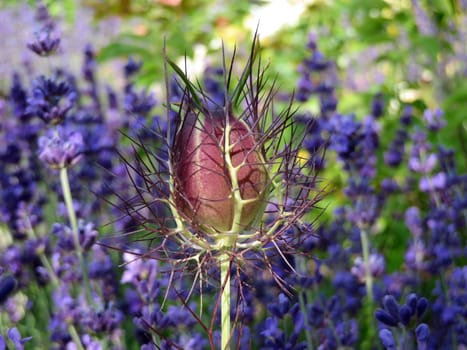 Seed capsule of a spinster in the green - Nigella damaszena