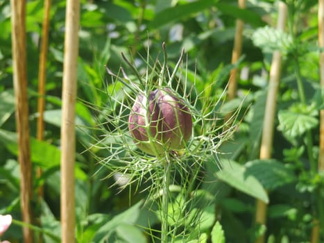Capsule fruit of a spinster in the green - Nigella damaszena