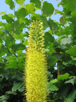 Narrow-leaved steppe candle - Eremurus stenophyllus