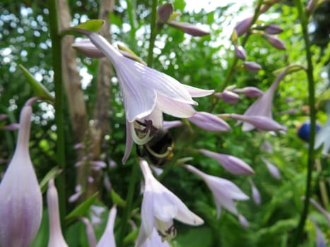 Giant Leaf Funkie - Hosta elata
