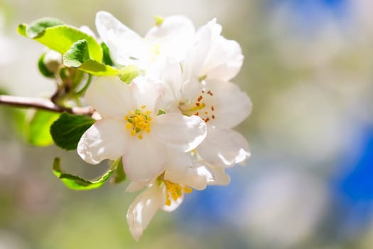Closeup of beautiful apple tree flowers in spring season.