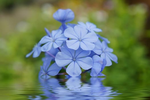 Blue flowers reflecting in the water and blurred background.