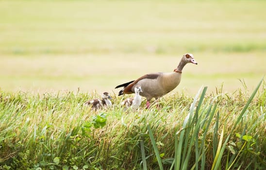 Egyptian goose with ducklings on hazy day in summer in country at the waterside