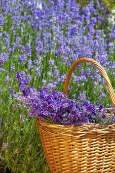 Willow basket with freshly harvested lavender in front of a lavender field in summer