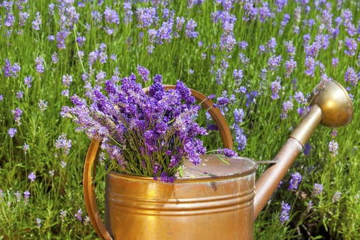 Freshly harvested lavender is stuck in an old copper watering can in front of a lavender field in summer