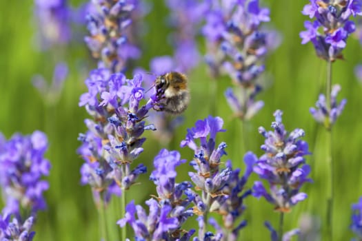 Small bumblebee on the chalice of the flowering lavender