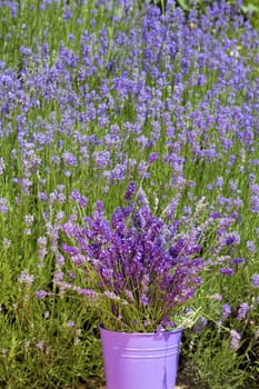 Freshly harvested lavender stands in a purple tin bucket in front of a lavender field in summer