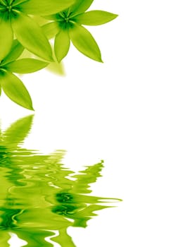 High resolution graphic of Flowers reflecting in water on white background.