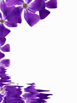 High resolution graphic of Flowers reflecting in water on white background.