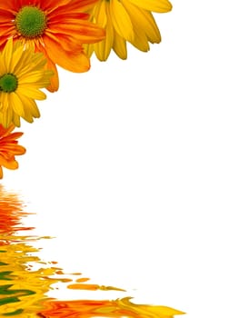 High resolution graphic of yellow flowers reflecting in water.