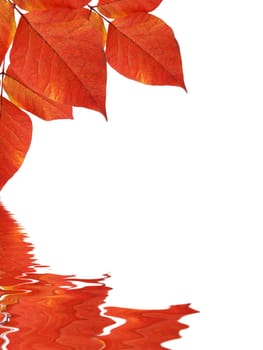 High resolution graphic of Leaves reflecting in water.