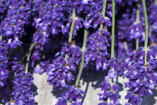 Macro shot of freshly harvested lavender lying in a wooden bowl