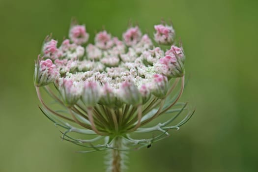 Not fully developed flower umbels of the wild carrot