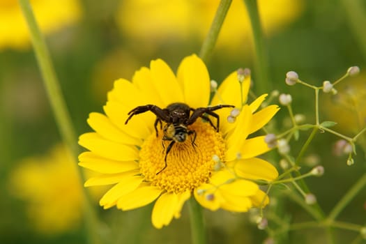 Die Makro Nahaufnahme einer Spinne, die auf einer Blüte frisst.