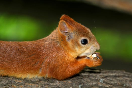 Squirrel eating a delicious nut
