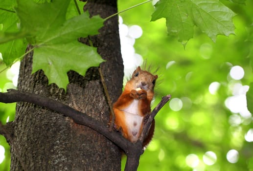 Squirrel chews nut sitting in a tree