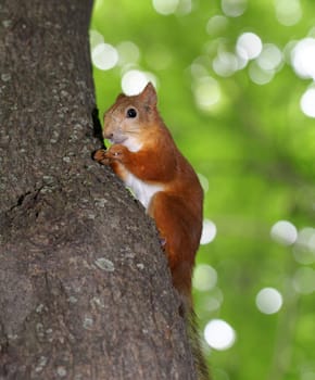 funny squirrel eats a nut