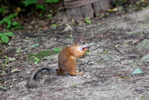 Squirrel Nut bite