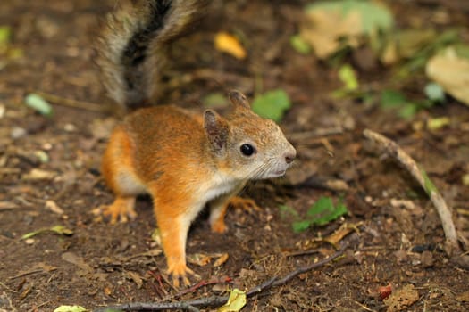 A curious squirrel