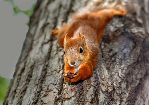 Squirrel hanging on a tree