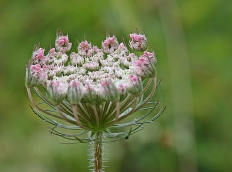Not fully developed flower umbels of the wild carrot