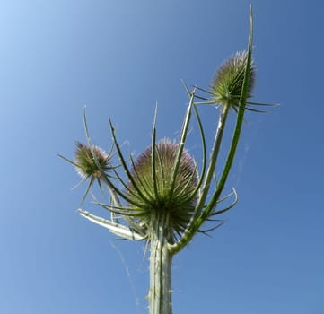 Wild carding - Dipsacus fullonum