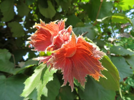 Hazelnut - Corylus maxima - Purpurea -
