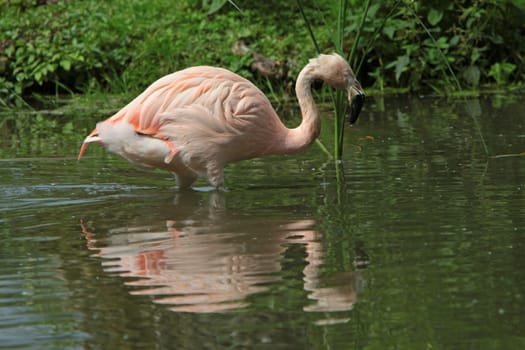 Flamingo