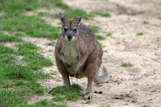Parma kangaroo