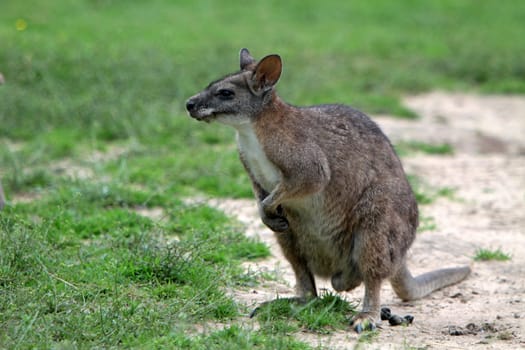 Parma kangaroo