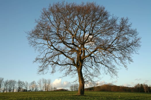 Pedunculate oak in spring
