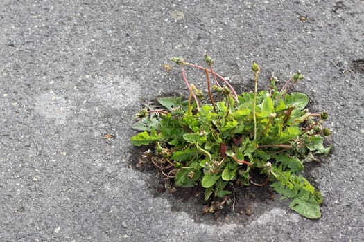 Nature wins