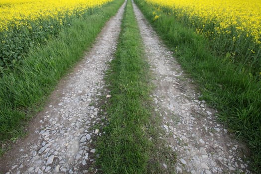 Path through rapeseed fields