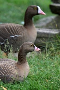 Lesser white-fronted goose