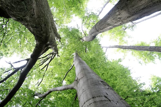 Old beech forest