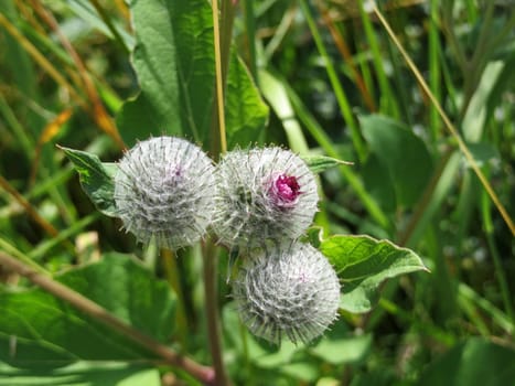 Felt burdock - Arctium tomentosum