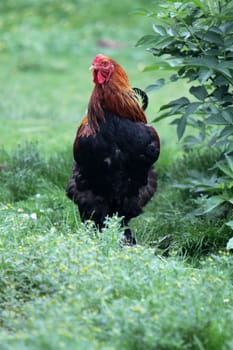 Black-red rooster