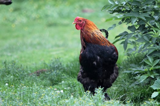 Black-red rooster