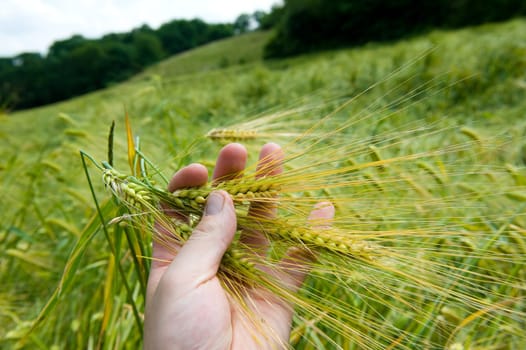 Ears of corn in farmers hand